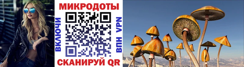 MEGA рабочий сайт Злынка Псилоцибиновые грибы Psilocybe